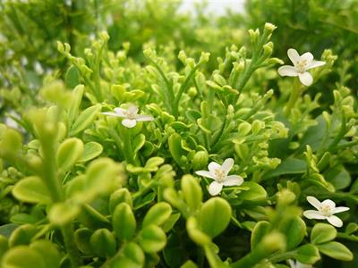 Murraya paniculata